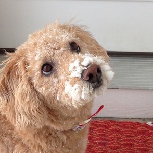 Meet your Posher, Jin